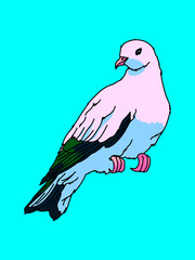 鳩（pigeon）