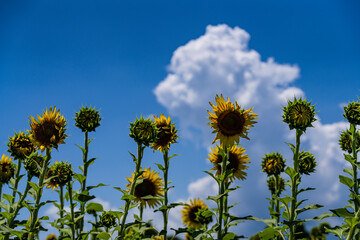 夏空とひまわりの蕾