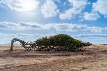 The Leaning Tree on the Brand Highway in Greenough, Western Australia.