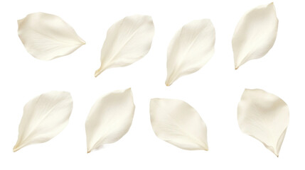 elegant collection of soft white flower petals isolated on a transparent background, generative ai 