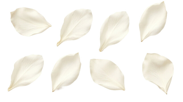 Fototapeta elegant collection of soft white flower petals isolated on a transparent background, generative ai 