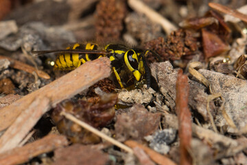 Close-up of a European Paper Wasp in Puyallup, Washington.
