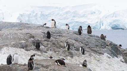 Gentoo penguins stand on rocks in Antarctic Peninsula