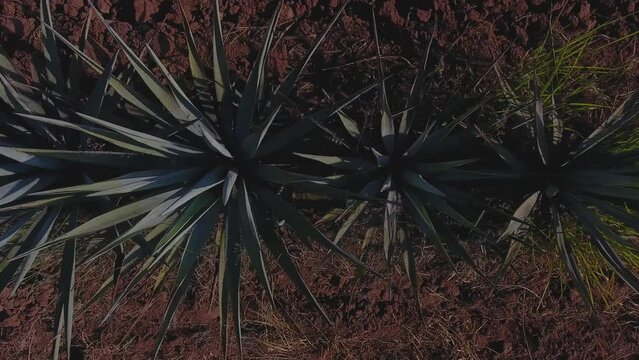Aerial View of Agave Fields