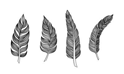 Set of bird feathers Hand drawn illustration vector. Outline with bright background