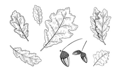 Set of oak leaves and acorns Hand drawn illustration vector