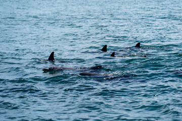 Wild dolphins in Koombana Bay. Bunbury, Western Australia.