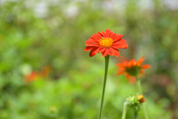 Beautiful orange zinnia blooms in the garden, Bangkok, Thailand