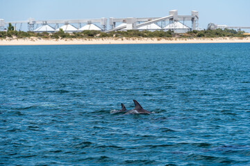 Wild dolphins in Koombana Bay. Bunbury, Western Australia. © Trung Nguyen