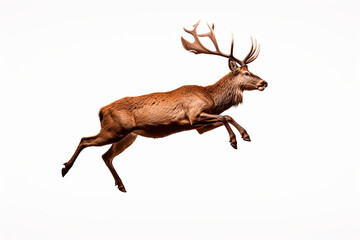 Red Deer isolated on a white background jumping. Animal right side view portrait.