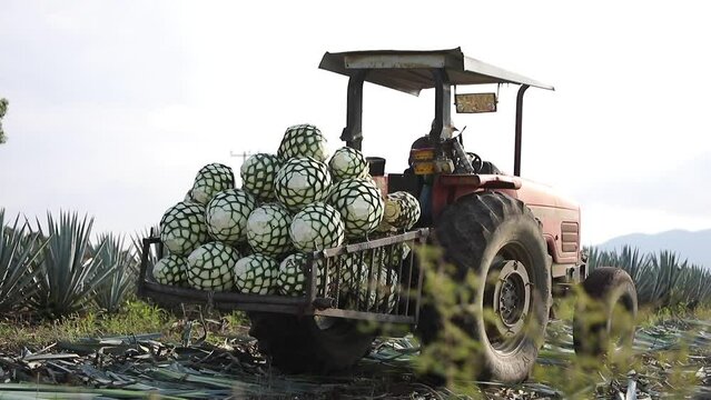 Tractor transporting agave