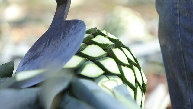 Jimador harvesting agaves.
