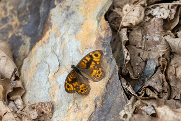 Mauerfuchs (Lasiommata megera)