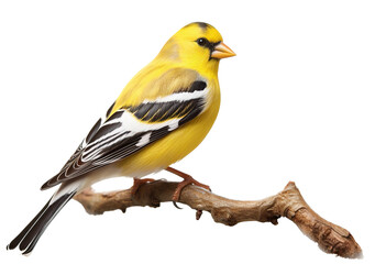 A yellow American Goldfinch perched on a thin branch on a transparent background