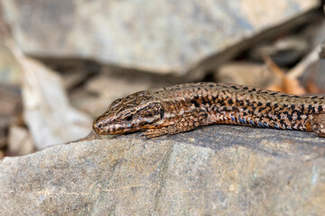 Mauereidechse (Podarcis muralis)