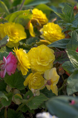 yellow begonia flowers in the garden