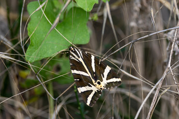 Russischer Bär, auch Spanische Flagge genannt, (Euplagia quadripunctaria)