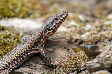 Mauereidechse (Podarcis muralis)