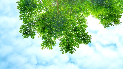 Obraz premium The leaves have a sky background blue cloud Environment
