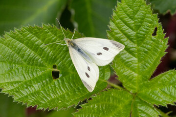 Kleine Kohlweißling (Pieris rapae)