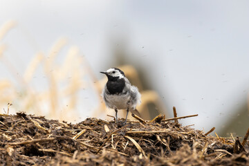 Bachstelze (Motacilla alba)