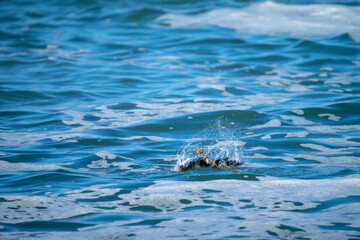 溺れるアオバト