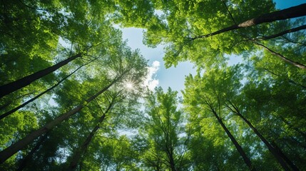 Fototapeta premium Immersed in a Dense Forest, Upward View of Green-Needled Canopy Against a Blue Sky – Eco-Friendly Nature Backdrop, Untouched by Figures