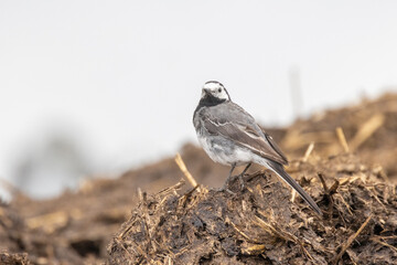 Bachstelze (Motacilla alba)