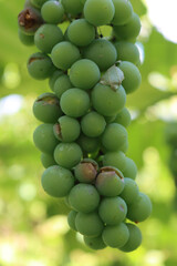 Close-up of bunch of grapes damged by storm with hailstones in the vineyard on summer