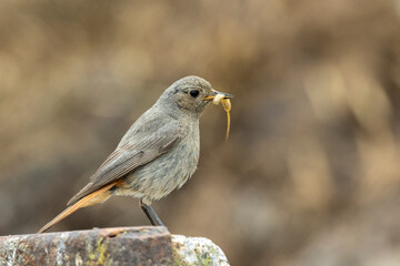 Hausrotschwanz  (Phoenicurus ochruros)