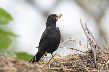 Amsel (Turdus merula)