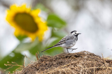 Bachstelze (Motacilla alba)
