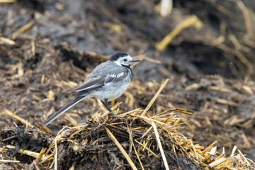 Bachstelze (Motacilla alba)