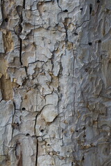 bark of a tree