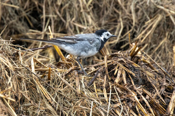 Bachstelze (Motacilla alba)