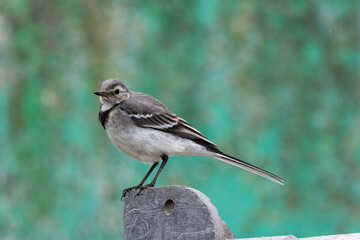 Bachstelze (Motacilla alba)