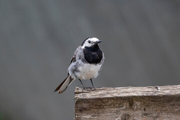 Bachstelze (Motacilla alba)