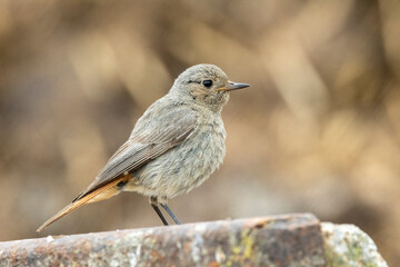 Hausrotschwanz (Phoenicurus ochruros)