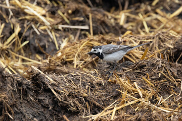 Bachstelze (Motacilla alba)