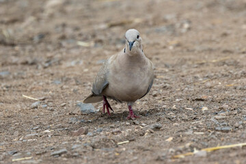 Türkentaube (Streptopelia decaocto) 