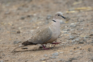 Türkentaube (Streptopelia decaocto) 