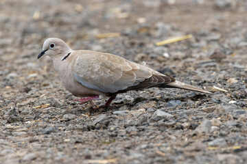 Türkentaube (Streptopelia decaocto) 