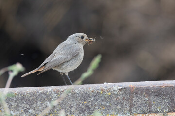 Hausrotschwanz  (Phoenicurus ochruros)