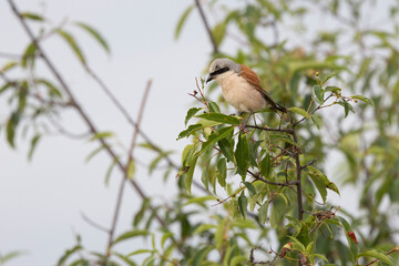 Neuntöter (Laius collurio) oder Rotrückenwürger