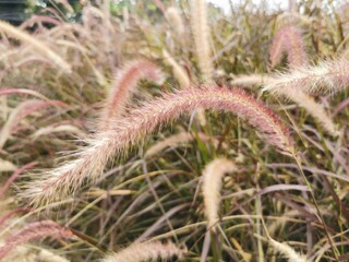 Purple fountain grass is aptly named for the arcing spikes of nodding purplish flowers that gracefully spray out of its mass of long, slender, burgundy colored leaves.
