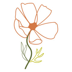 Cosmos flower illustration