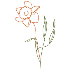 Daffodil flower illustration