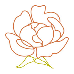 Peony flower illustration