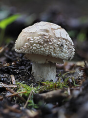 Perlpilz oder Rötende Wulstling (Amanita rubescens)