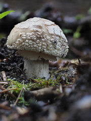 Perlpilz oder Rötende Wulstling (Amanita rubescens)